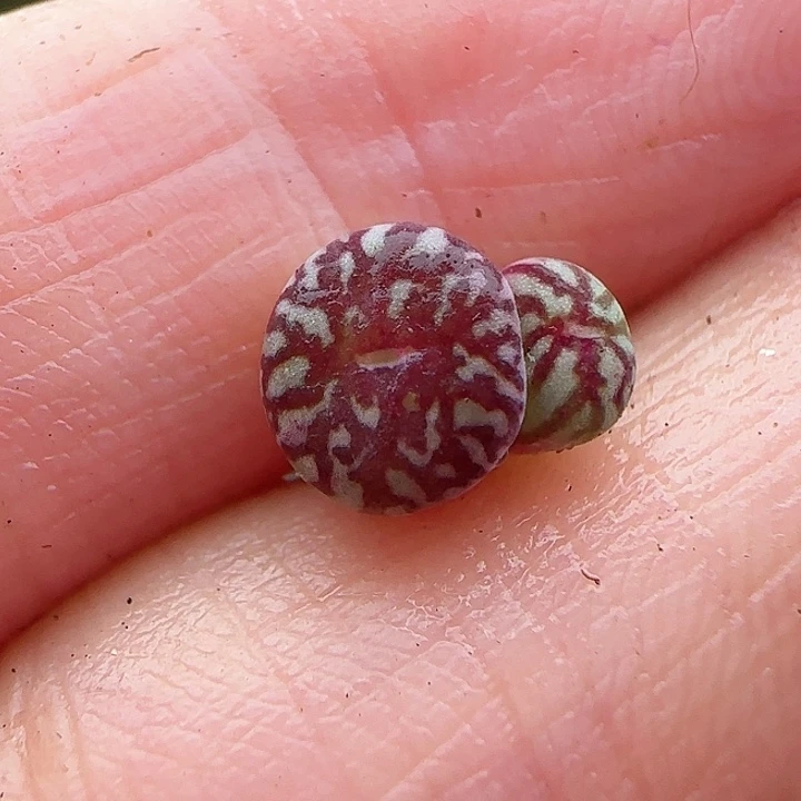 10.26.9＊超墨双头单头0.6厘米/多肉植物