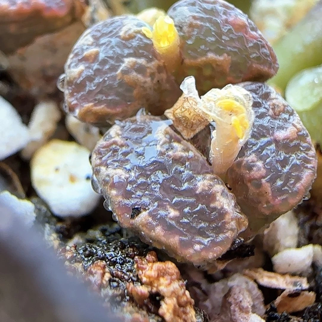 10.7.14/大窗超蝶6头/多肉植物