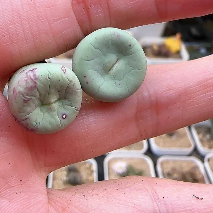 10.23.46/四年Dows嘴两个特＊多肉植物