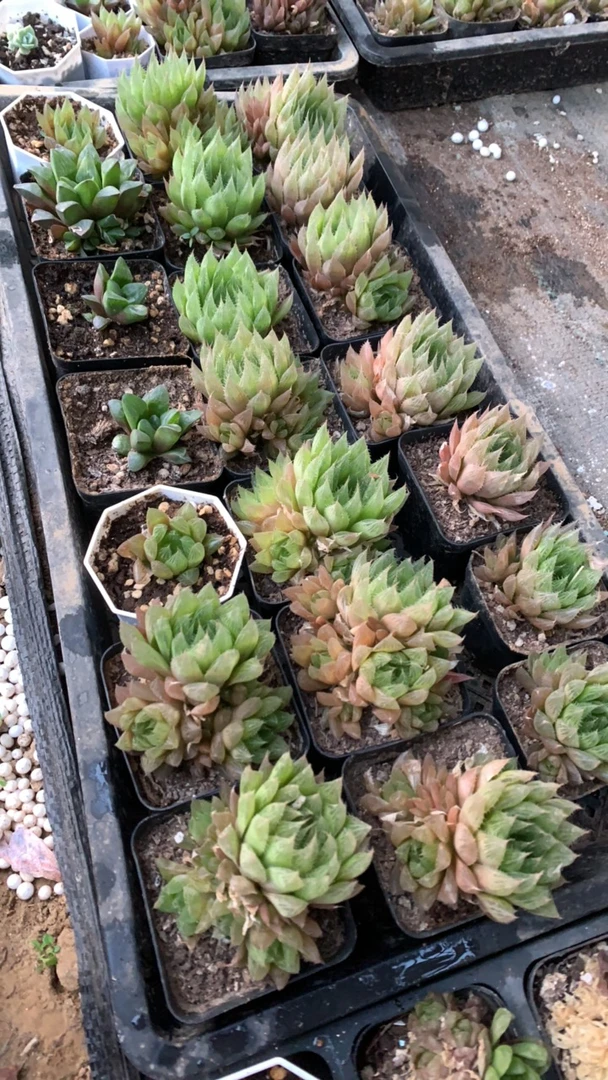 婴水晶群生多头喜散射光适合办公室小绿植盆栽满48包邮