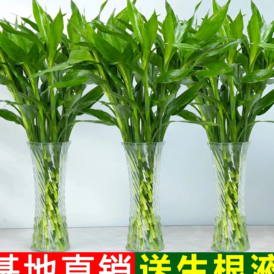 富贵竹水培植物中竹办公室居家水养客厅花卉绿植花水养节节高.
