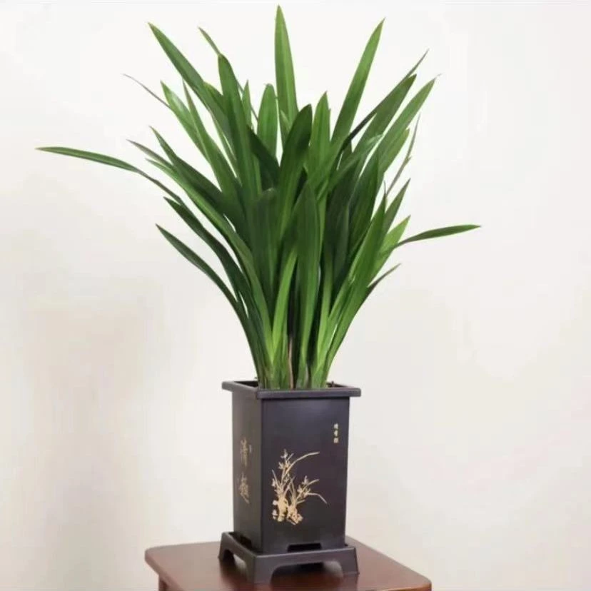 企黑墨兰盆栽古风盆花卉室内四季常青冬季开花兰花