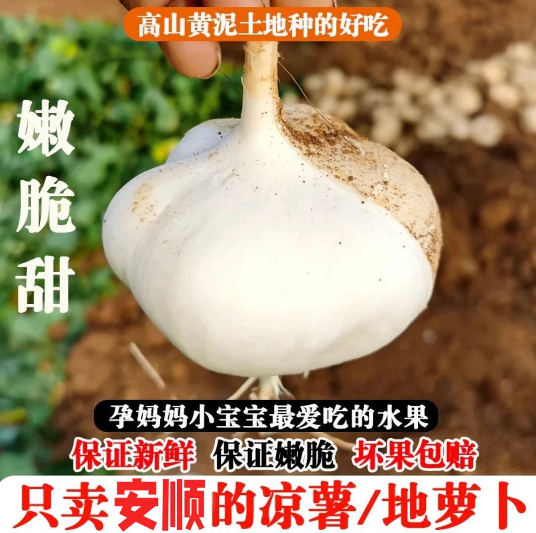 贵州地萝卜凉薯新鲜现挖白心地瓜新鲜水果农家高山黄泥巴地沙葛脆