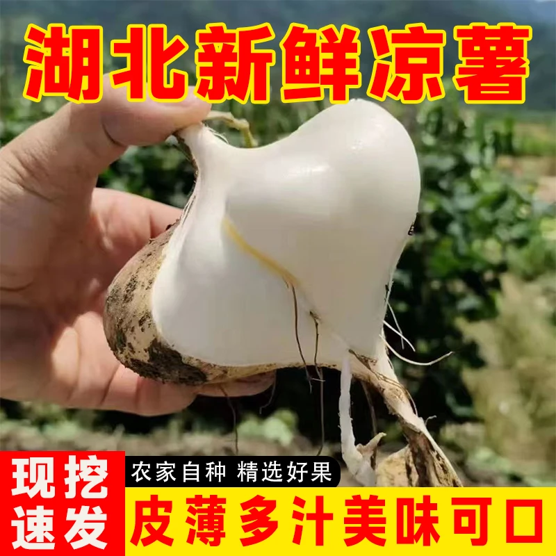 湖北地萝卜凉薯新鲜现挖白心地瓜新鲜水果农家高山黄泥巴地沙葛脆