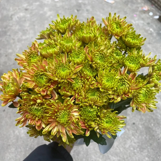 橙绿安娜小菊10枝 全店任意5单一个运费