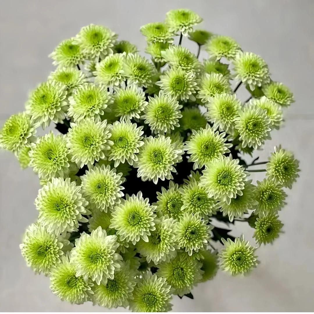 布鲁洛绿小菊 10枝  全店任意5单一个运费