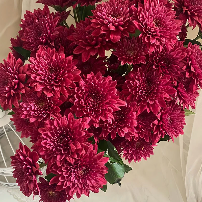 红丹特小菊10枝 全店任意5单一个运费