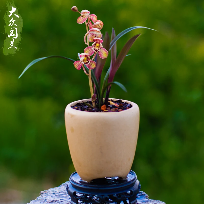 小苗【红草红荷】兰花苗名贵盆栽花卉植物室内国兰浓香型兰草趣味