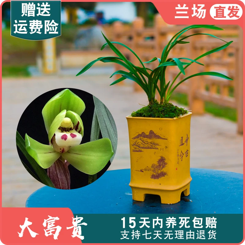 【春兰大富贵】兰花苗老种浓香型梅瓣好养活种植基地直发兰草经典