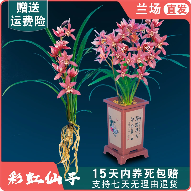 【建兰彩虹仙子】兰花苗四季兰名贵盆栽花卉植物室内浓香型客厅国兰