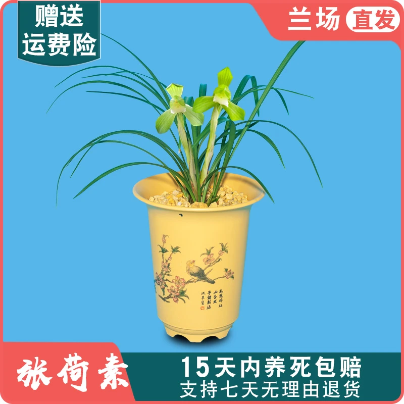 【春兰张荷素】兰花苗名贵盆栽花卉绿植室内浓兰草国兰不带花苞室内