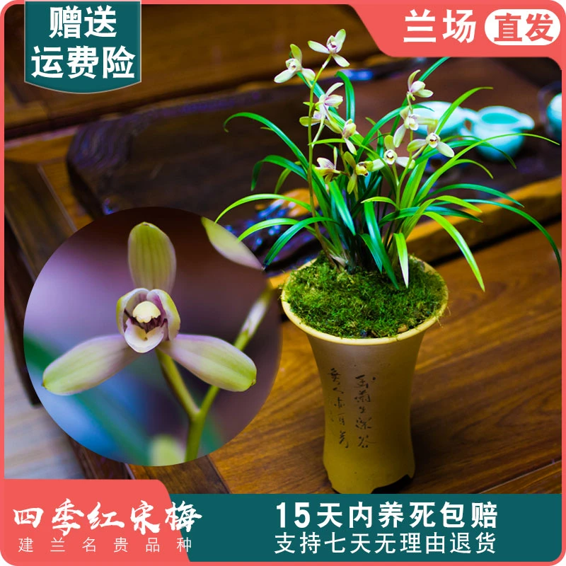 【四季红宋梅】兰花苗建兰名贵盆栽花卉不带花苞四季兰国兰室内兰草