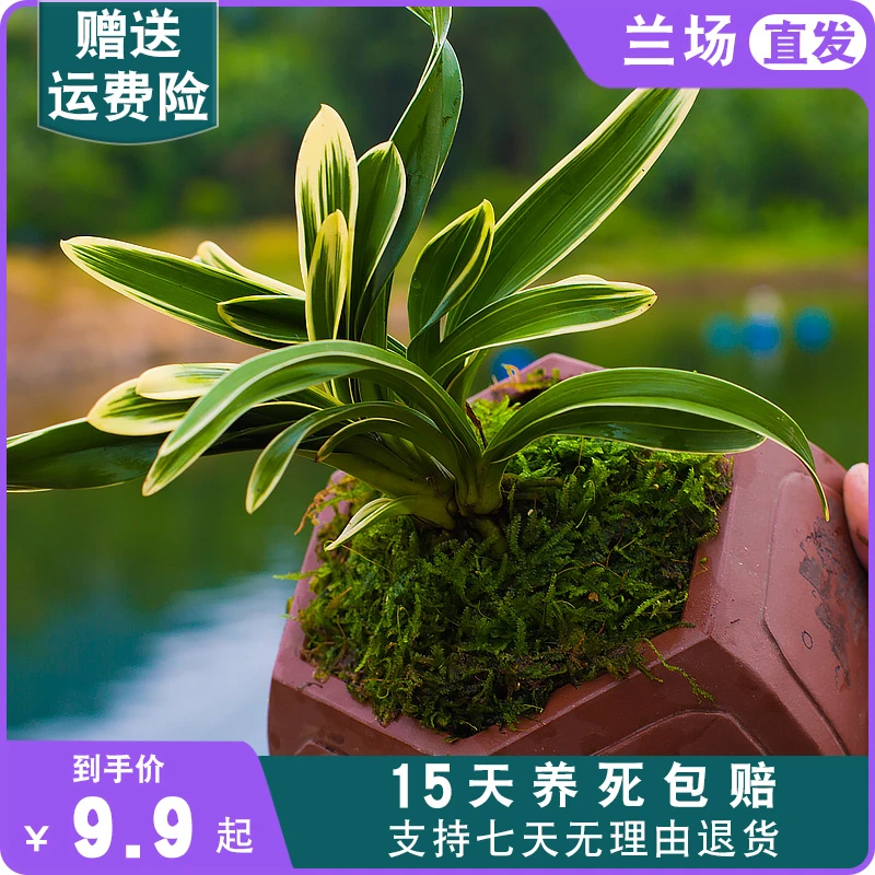 【矮种建兰凤凰冠】金边兰花苗四季兰名贵花卉绿植浓香室内客厅阳台