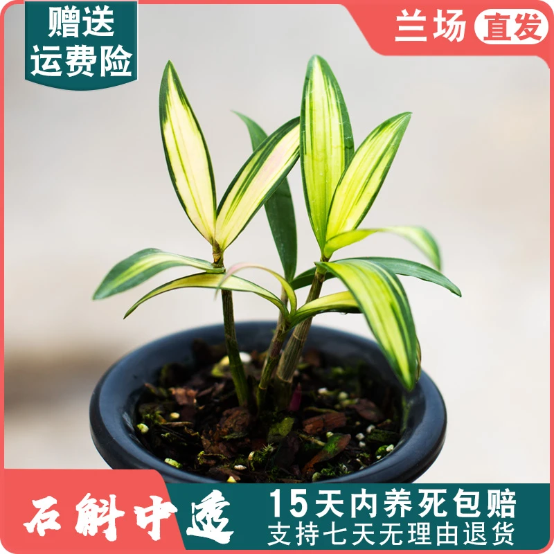 带盆【石斛中透】石斛兰花苗名贵盆栽花卉室内种植基地直发带红晕