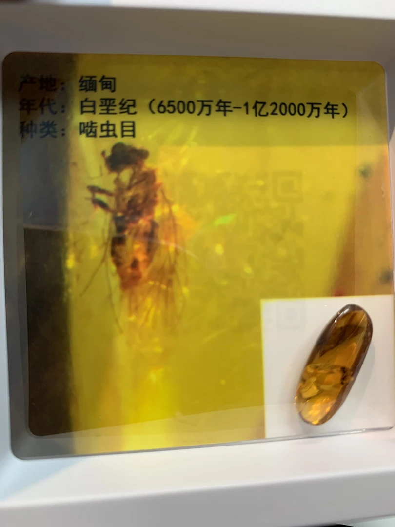 天然琥珀虫珀标本