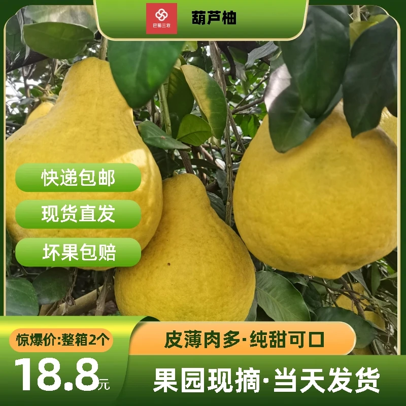 【新品葫芦柚】优质纯甜可口果园产地现摘现发礼盒包装皮薄水分多