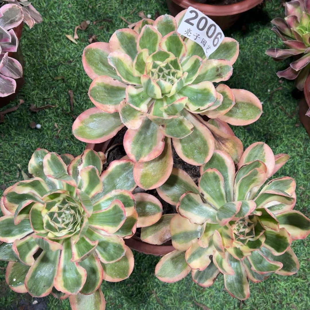 多肉燕姿002006号