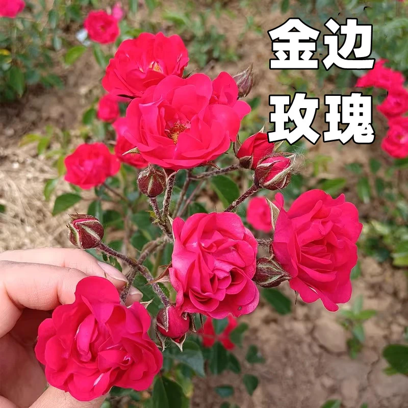 山东玫瑰基地直销玫瑰苗金边玫瑰花期长现刨现发