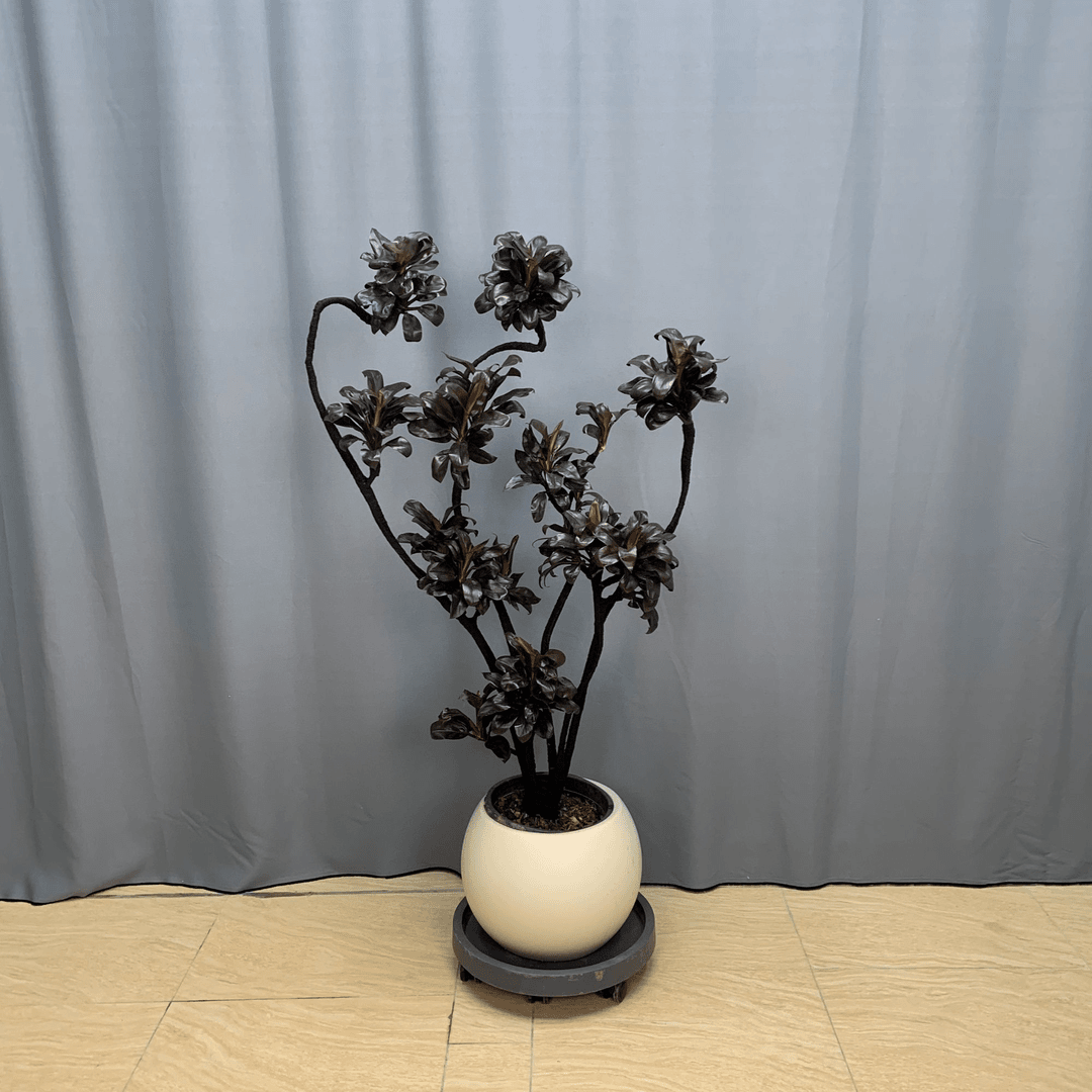 黑宝石娃娃朱蕉黑骨造型室内大型绿植鲜活