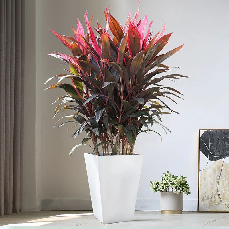 【带盆】红叶朱蕉盆栽客厅除甲醛绿植大型室内好养活水培红叶铁植物