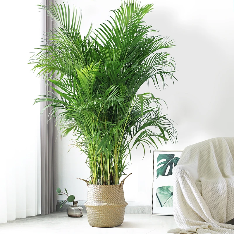 1.8~2米散尾葵植物客厅落地大型绿植盆栽吸甲醛带盆好养凤尾竹