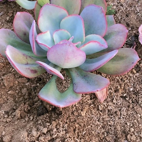 M***V布鲁克林的蓝7-52