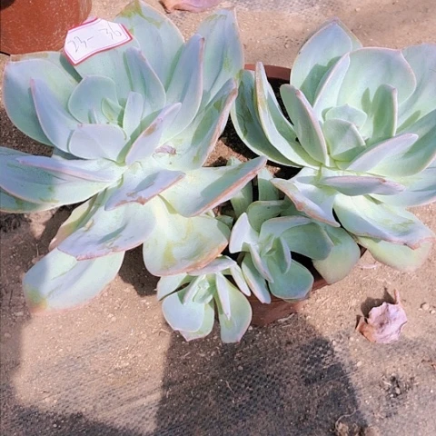 迷****鱼白凤砍头群23-36