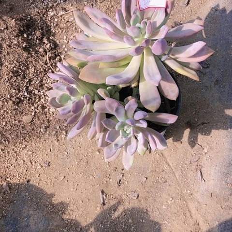 法****虎奥普琳娜多头群24-15