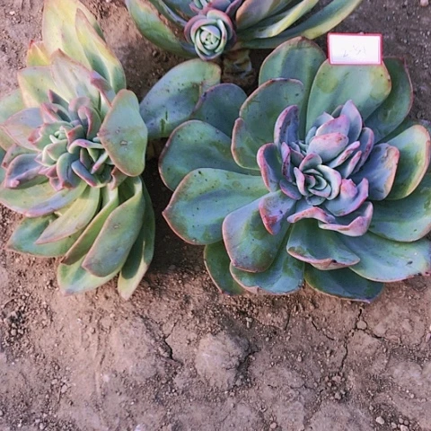 传*白凤砍头3个2-51