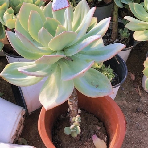 白凤大单头23-57