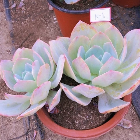 白凤血凤砍头群10-16