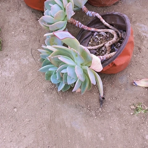 佳白凤砍头群27-19