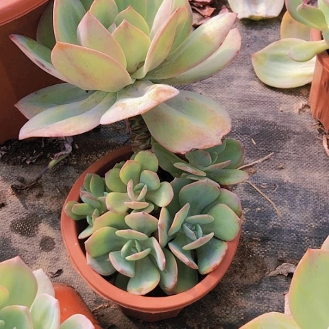 致****?白凤大群7-20号