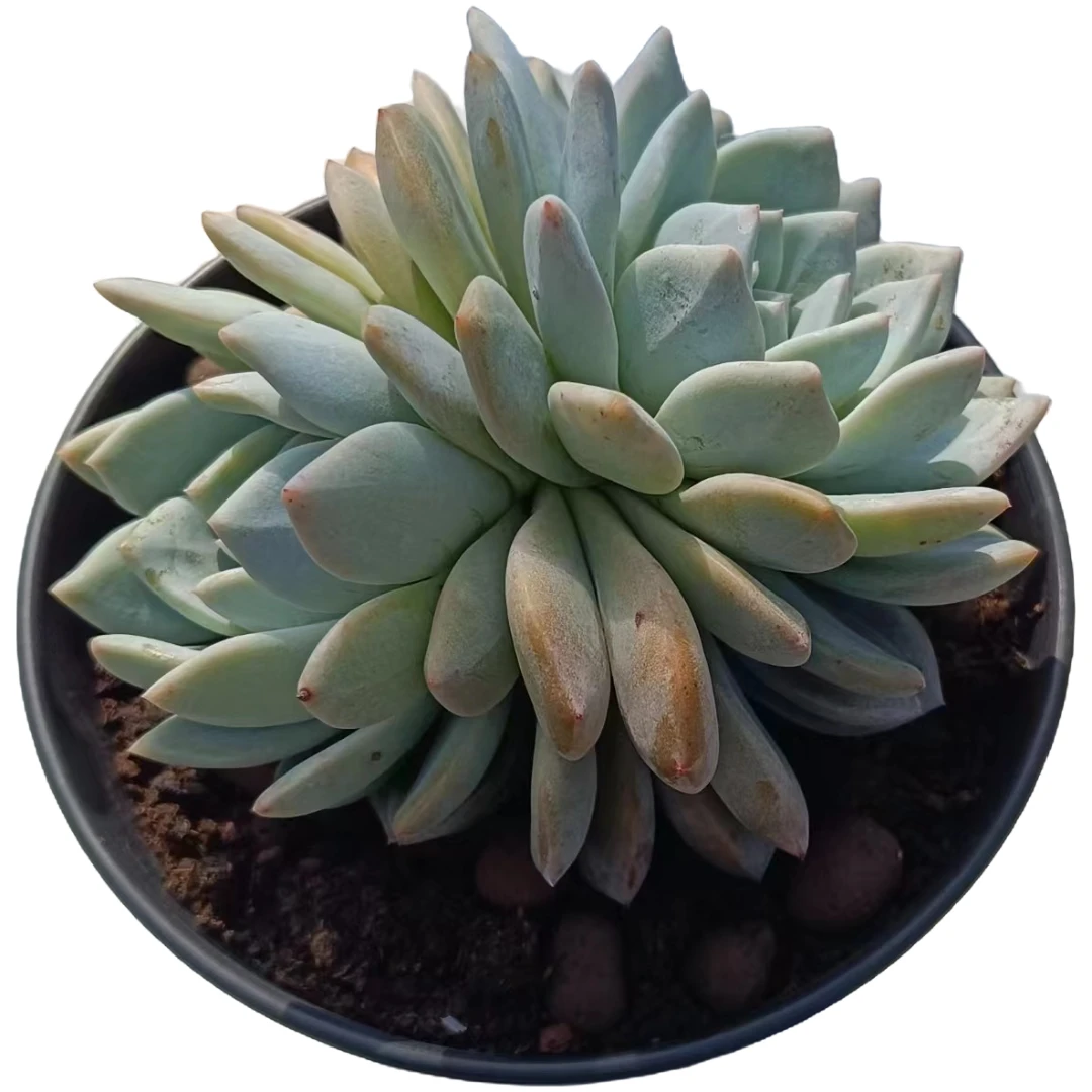 满28元包邮，精品橙梦露群，冠幅10公分以上，多肉植物粉色植物单头