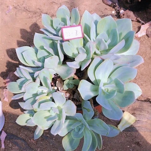 雨宸多肉白凤砍头群22-20