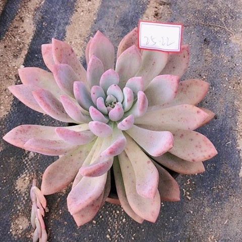 奥普琳那25-22号