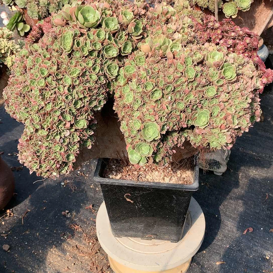 玫瑰朵朵脱土发货啊