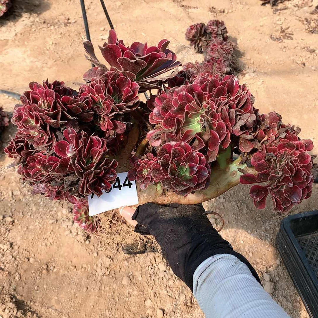 美杜莎朵朵脱土发货