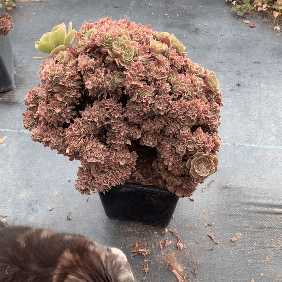 玫瑰朵朵脱土不带盆
