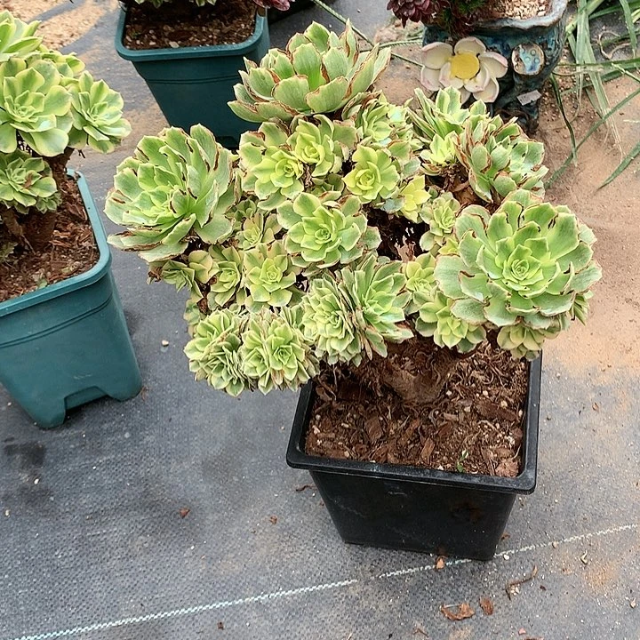 碧玉朵朵脱土发货啊