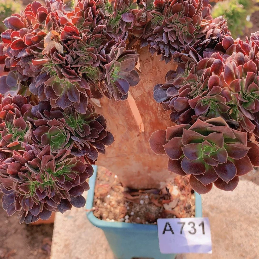 欧紫缀化脱土发货