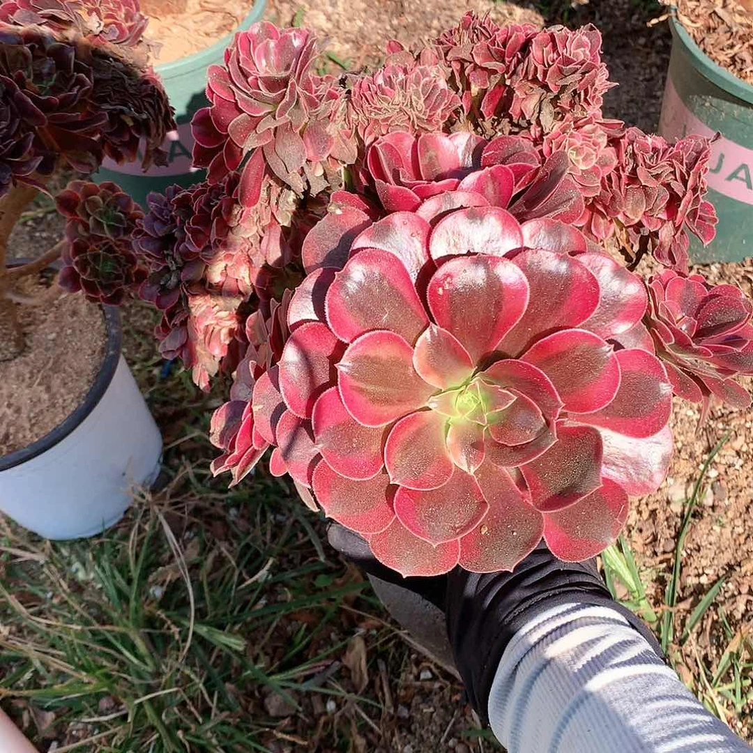 美杜莎缀化脱土发货