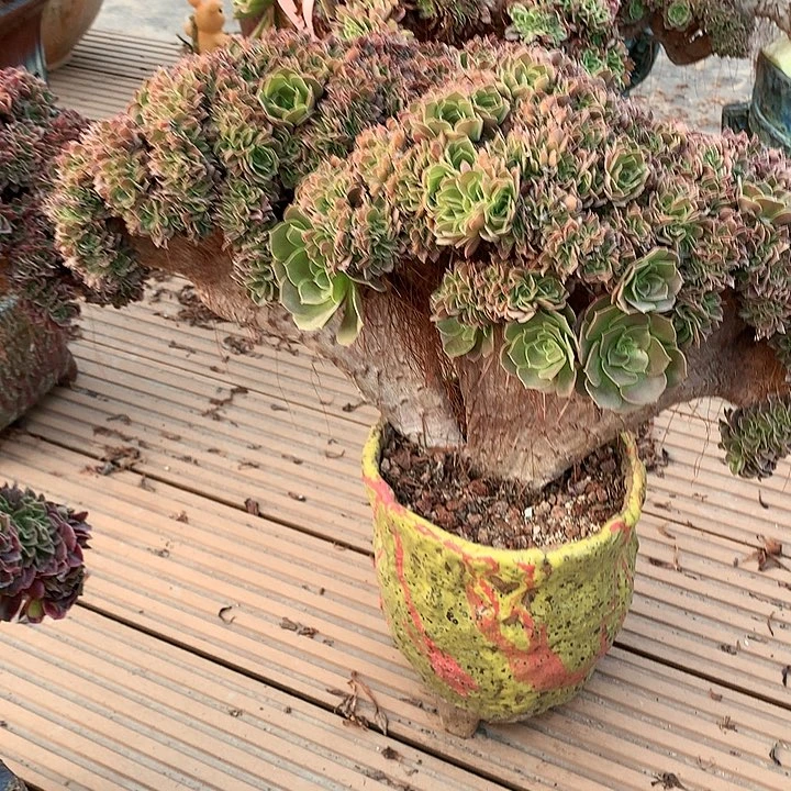 玫瑰朵朵脱土发货