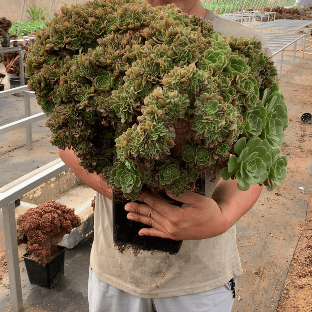 玫瑰朵朵脱土发货