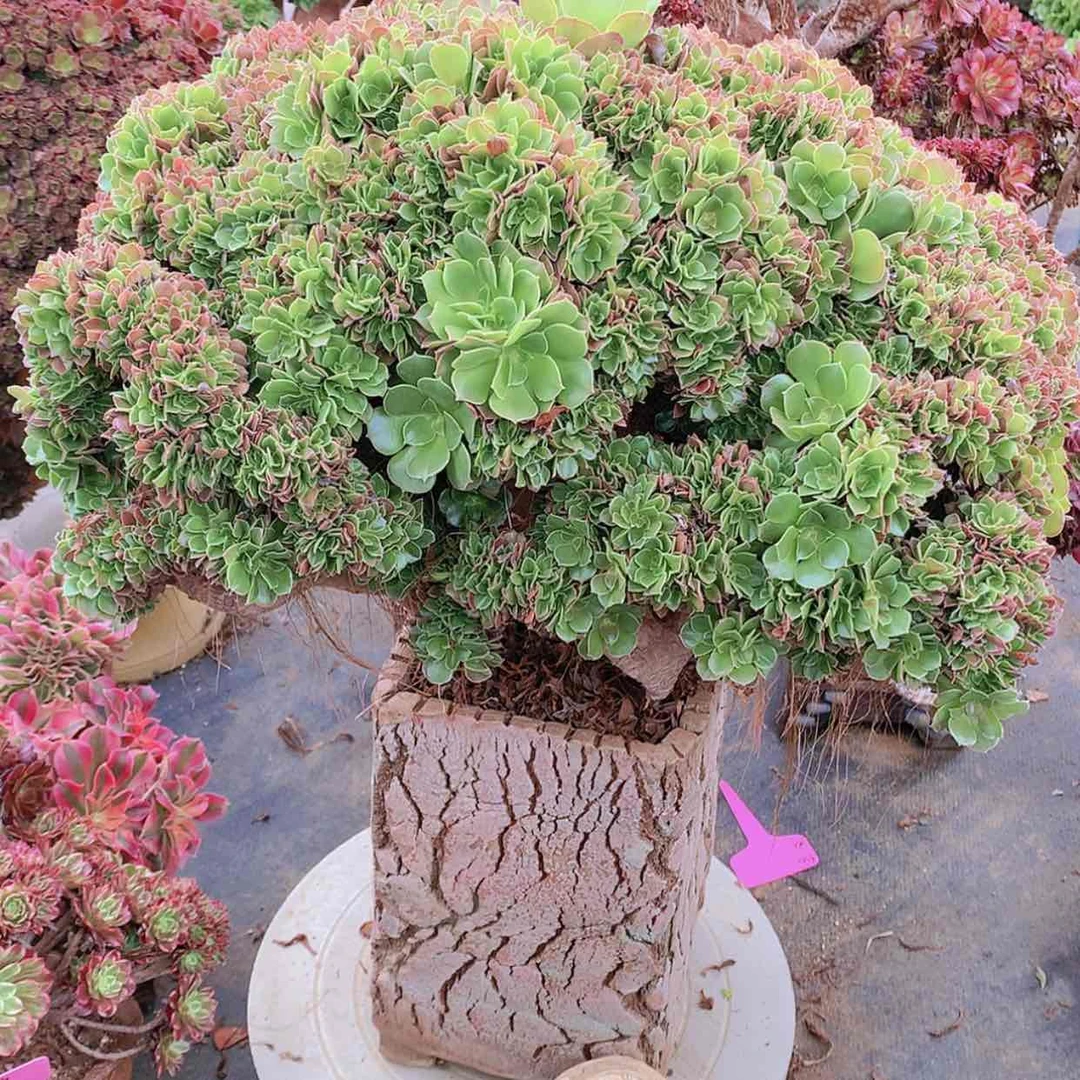 【闪购商品】玫瑰朵朵缀