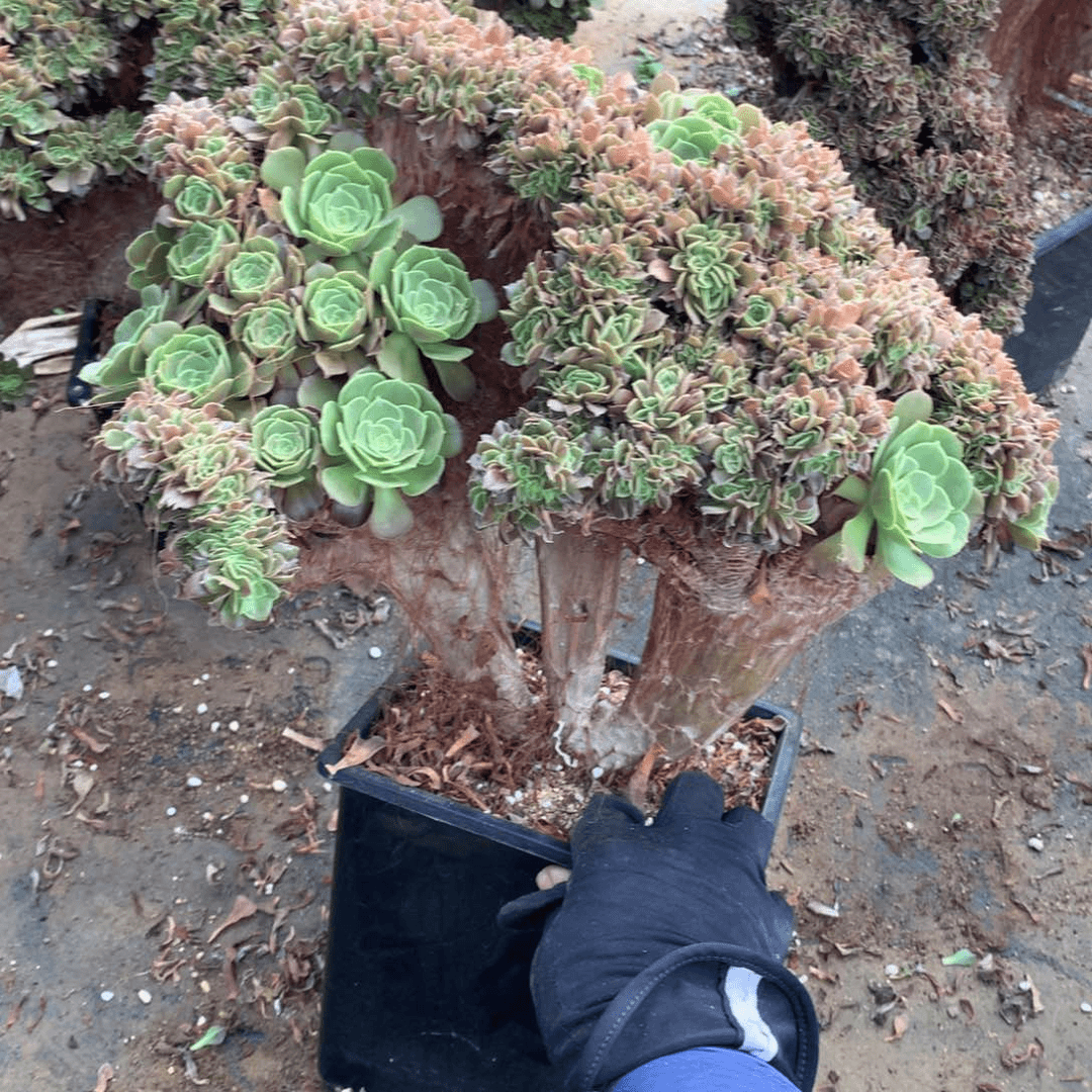 玫瑰缀脱土发货啊