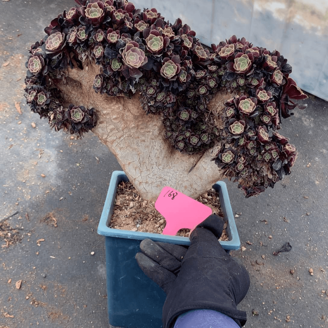 瑕疵欧朵朵脱土不带盆