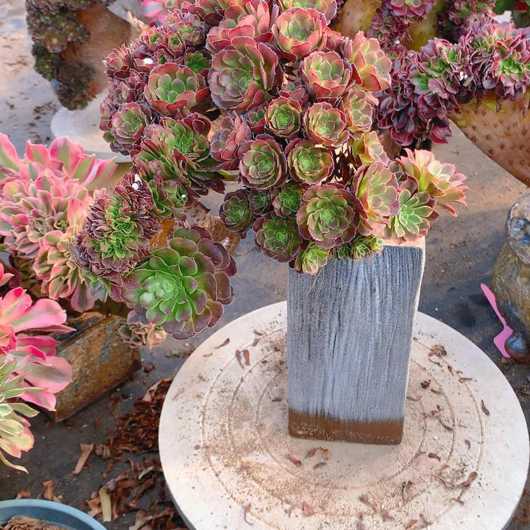 【闪购商品】黑萝莉朵朵缀