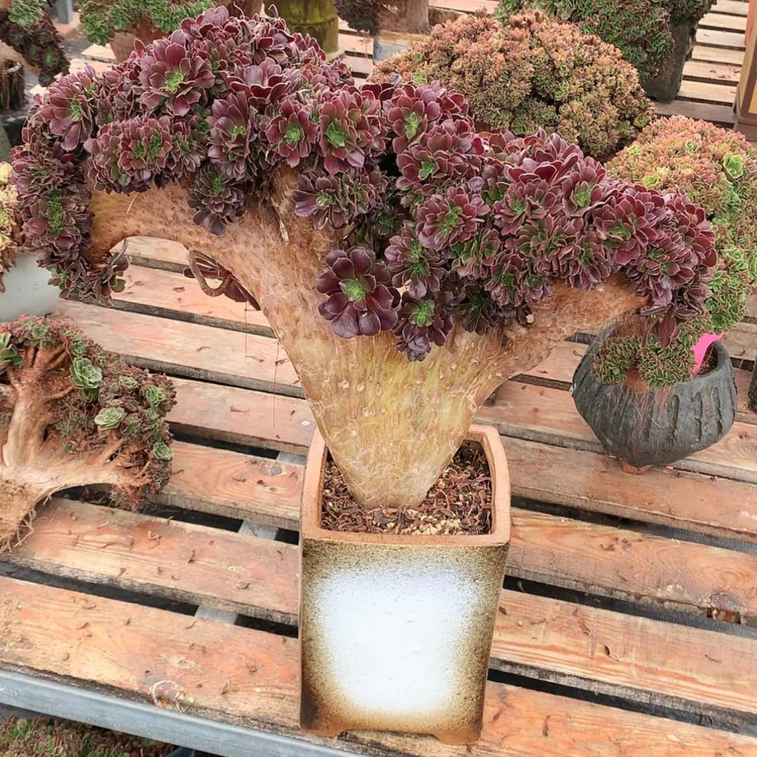 【闪购商品】特价欧朵朵缀