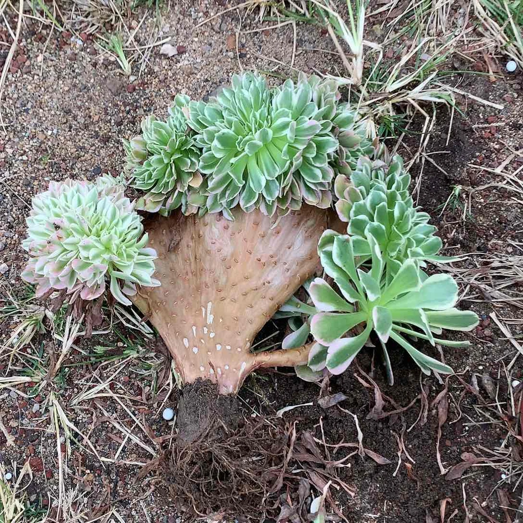 白凤缀化脱土发货啊